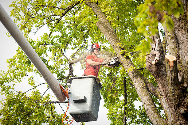 Reliable Crockett, CA Tree Service Solutions